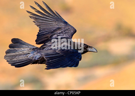 Nordafrikanischer Rabe (Corvus corax tingitanus, Corvus tingitanus), fliegend, Kanarische Inseln, Fuerteventura Stockfoto