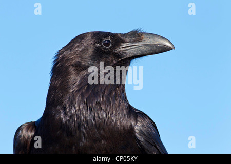 Nordafrikanischer Rabe (Corvus corax tingitanus, Corvus tingitanus), Portrait, Kanarische Inseln, Fuerteventura Stockfoto