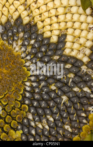 gewöhnliche Sonnenblume (Helianthus Annuus), Unreife und Reife Sonnenblumenkerne in einem Fruchtstand Stockfoto