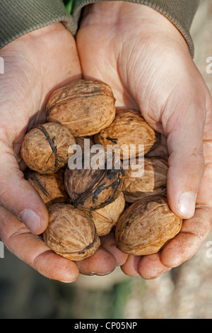 Walnuss (Juglans Regia), sammelte Kind Walnus, Deutschland Stockfoto