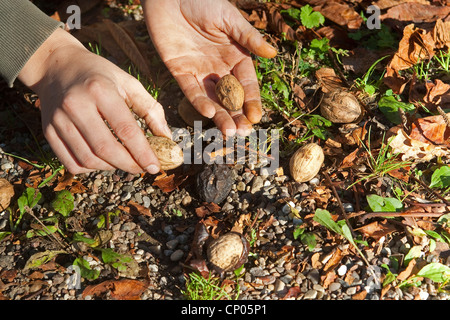 Walnuss (Juglans Regia), Kind sammeln Walnüsse, Deutschland Stockfoto