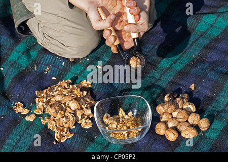 Walnuss (Juglans Regia), Kind kniend auf einer Decke, die Walnüsse knacken Stockfoto