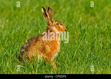 Feldhase (Lepus Europaeus), sitzen auf einer Wiese, Deutschland, Rheinland-Pfalz Stockfoto