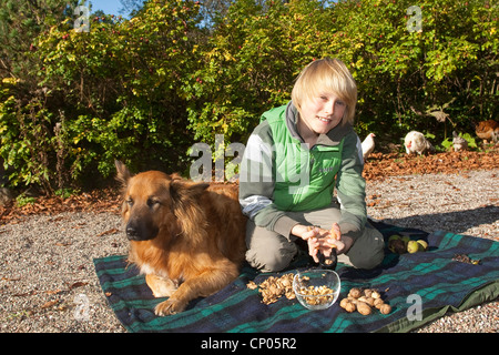 Walnuss (Juglans Regia), Junge kniend auf einer Decke, die Walnüsse knacken Stockfoto