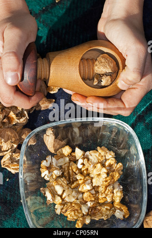 Walnuss (Juglans Regia), Kind kniend auf einer Decke, die Walnüsse knacken Stockfoto