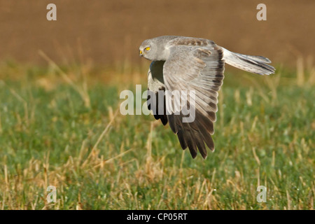 Kornweihe (Circus Cyaneus), fliegt über eine Wiese, Deutschland, Rheinland-Pfalz Stockfoto