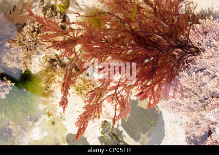 Eine rote Algen (Membranoptera Alata), UK. Stockfoto