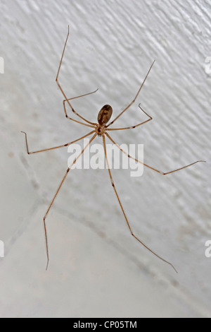 Lange-bodied Keller Spinne, Longbodied Keller Spinne (Pholcus Phalangioides), bei der Decke, Deutschland Stockfoto