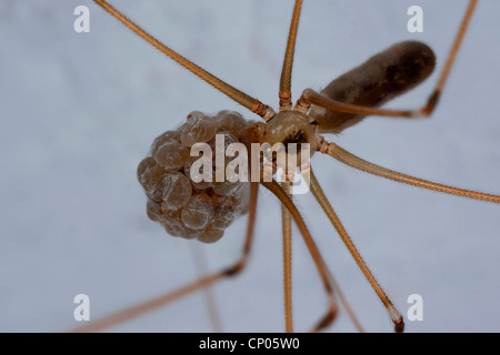 Lange-bodied Keller Spinne, Longbodied Keller Spider (Pholcus Phalangioides), Weibchen mit Cacoon nur vor Schraffur, Deutschland Stockfoto