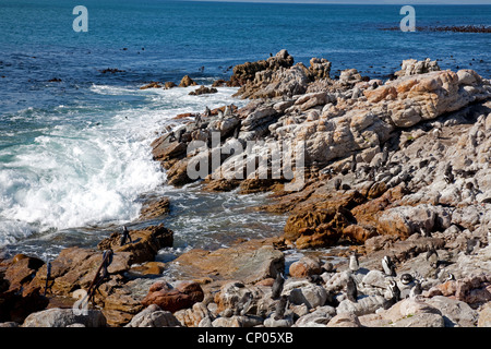 Jackass Penguin, afrikanische Pinguin, Black-footed Pinguin (Spheniscus Demersus), Kolonie an der felsigen Küste, Südafrika, Western Cape, Stony Point, Bettys Bay Stockfoto