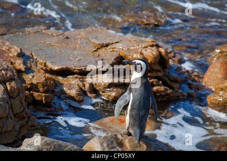 Jackass Penguin, afrikanische Pinguin, Black-footed Pinguin (Spheniscus Demersus), auf felsigen Küste, Südafrika, Western Cape, Stony Point, Bettys Bay Stockfoto