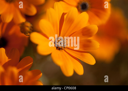 Namaqualand Daisy, Kap-Ringelblume (Dimorphotheca Sinuata), Blütenstand, Namaqualand, Südafrika, Northern Cape Stockfoto