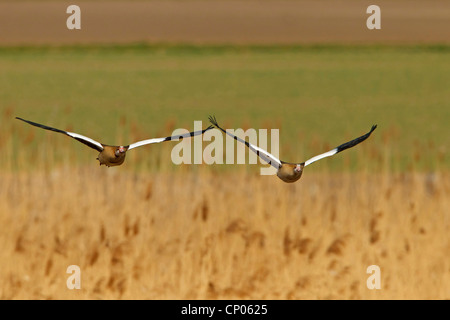 Nilgans (Alopochen Aegyptiacus), koppeln fliegen, Deutschland, Rheinland-Pfalz Stockfoto