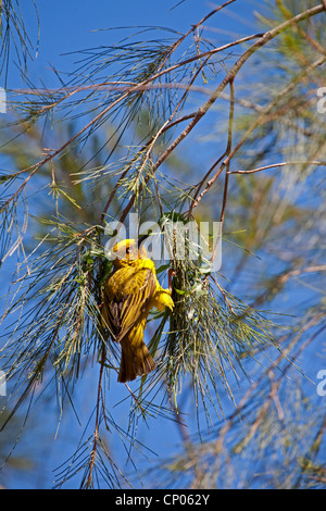 gelbe Webervogel Nestbau, Bitterfontein, Namaqualand, Südafrika, Western Cape Stockfoto