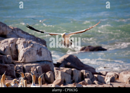 Cape Basstölpel (Morus Capensis), Landung, Südafrika, Western Cape, Vogel Insel Runde, Lamberts Bay Stockfoto