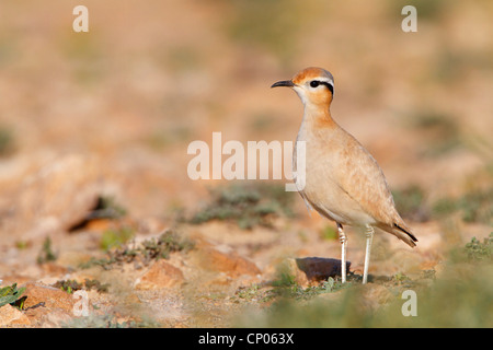 cremefarbene Renner (Cursorius Cursor) auf den Boden, Kanarischen Inseln, Fuerteventura Stockfoto