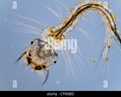 Mücke, Mücke (Culex spec.), Larve einer Mücke, Deutschland Stockfoto