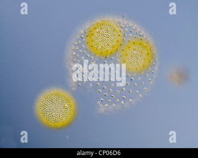 Volvox Aureus (Volvox Aureus), sphärische Reife Kolonie mit Tochterkolonien, Deutschland Stockfoto