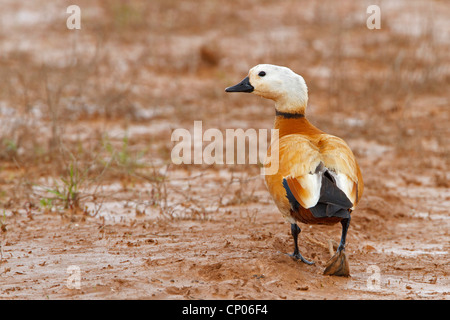 Ruddy Brandgans (Tadorna Ferruginea, Casarca Ferruginea), Wandern, Deutschland Stockfoto