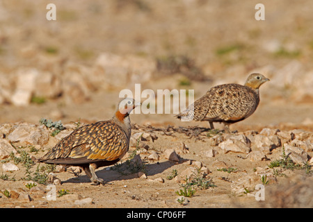 schwarzbäuchigen Sandgrouse (Pterocles Orientalis), zwei Personen auf dem Boden, Kanarischen Inseln, Fuerteventura Stockfoto