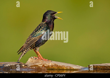 gemeinsamen Star (Sturnus Vulgaris), singen, Deutschland, Rheinland-Pfalz Stockfoto