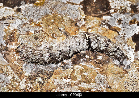 Catocala Dilecta (Catocala Dilecta), Raupe sitzt gut getarnt auf einem Felsen, Griechenland Stockfoto