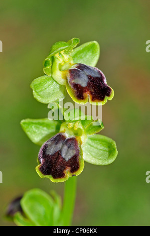 Ophrys Cinereophila (Ophrys Cinereophila, Ophrys Fusca SSP. Cinereophila), blühen, Zypern Stockfoto