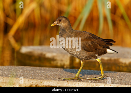 Teichhuhn (Gallinula Chloropus), junge einzelne gehen auf eine Betonwand, Deutschland, Rheinland-Pfalz Stockfoto