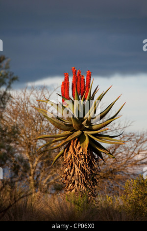 Bitter Aloe, rot Aloe, tippen Sie auf Aloe (Aloe Ferox), Kap-Aloe, Aloe im Abendlicht, Swellendam, Bontebok National Park, Südafrika, Western Cape Stockfoto