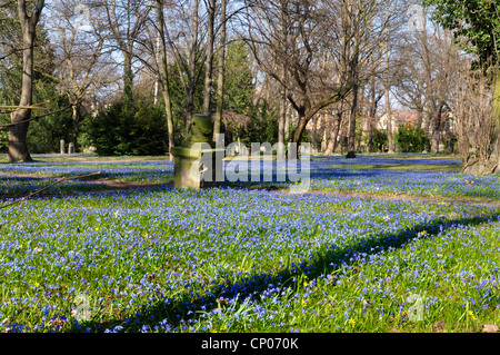 Sibirische Scilla, Sibirischer Blaustern (Scilla Siberica (Falsch: Scilla Sibirica)), Massen von Scillas in einem Park Rasen, Deutschland, Niedersachsen Stockfoto