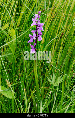 Orchidee (Orchis Palustris), blühen Individuum, Deutschland, Sachsen-Anhalt Stockfoto