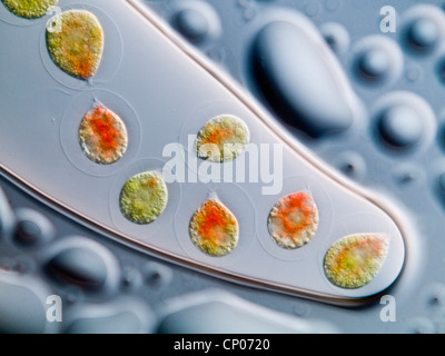 Haematococcus Pluvialis (Haematococcus Pluvialis), gefangen in einem Wassertropfen gefärbt von Astaxanthin, Deutschland Stockfoto