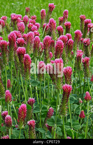 Crimson Clover, italienische Klee (Trifolium Incarnatum), blühen Stockfoto