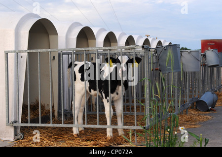 Hausrind (Bos Primigenius F. Taurus), Kälberfütterung, Deutschland Stockfoto