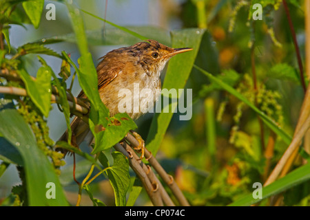 Rohrsänger (Acrocephalus Scirpaceus), sitzt in einem Busch, Deutschland, Rheinland-Pfalz Stockfoto