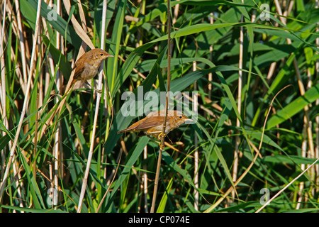 Rohrsänger (Acrocephalus Scirpaceus), paar im Schilf, Deutschland, Rheinland-Pfalz Stockfoto