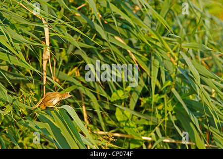 Rohrsänger (Acrocephalus Scirpaceus), sitzen im Schilf, singen, Deutschland, Rheinland-Pfalz Stockfoto