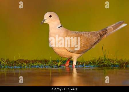 Collared Dove (Streptopelia Decaocto), stehend auf einem Ufer, Deutschland, Rheinland-Pfalz Stockfoto