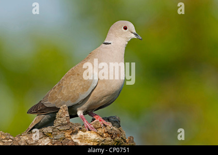 Collared Dove (Streptopelia Decaocto), sittin auf einen Baum Haken, Deutschland, Rheinland-Pfalz Stockfoto