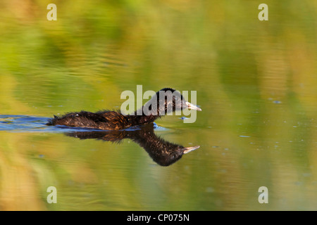 Wasser-Schiene (Rallus Aquaticus), Schwimmen Küken, Deutschland, Rheinland-Pfalz Stockfoto