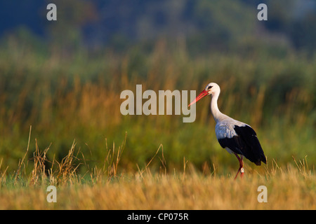 Weißstorch (Ciconia Ciconia), stehend auf einer Wiese, Deutschland, Rheinland-Pfalz Stockfoto