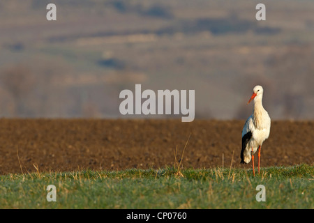 Weißstorch (Ciconia Ciconia), stehend auf einem Feld, Deutschland, Rheinland-Pfalz Stockfoto