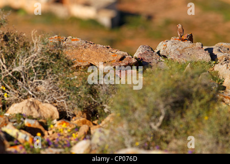 Trumpeter Finch (Rhodopechys Githaginea, Bucanetes Githagineus), sitzt auf einem Stein, Kanarischen Inseln, Fuerteventura Stockfoto