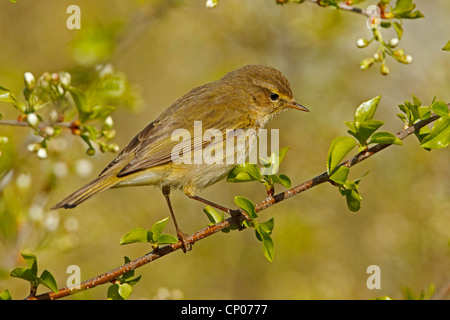 Zilpzalp (Phylloscopus Collybita), sitzt auf einem Kirschbaum Zweig, Deutschland, Rheinland-Pfalz Stockfoto