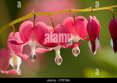 gemeinsamen Tränendes Herz (Dicentra Spectabilis), Blumen Stockfoto