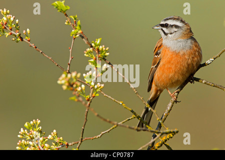 Rock Bunting (Emberiza cia), sitzt auf einem Ast, Deutschland, Rheinland-Pfalz Stockfoto