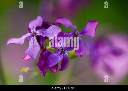 Ehrlichkeit-Pflanze (Lunaria Annua), Blume, Deutschland Stockfoto