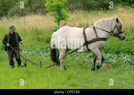 polnische Bauern drehen um ein Pferd zu Furchen, Polen, Westpommern, Siekierki schneiden Stockfoto