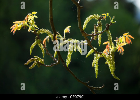 Walnuss (Juglans Regia), männliche Kätzchen auf einem Ast, Deutschland Stockfoto