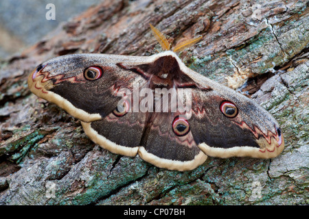 Riesige Pfau Motte (Saturnia Pyri), Männlich Stockfoto